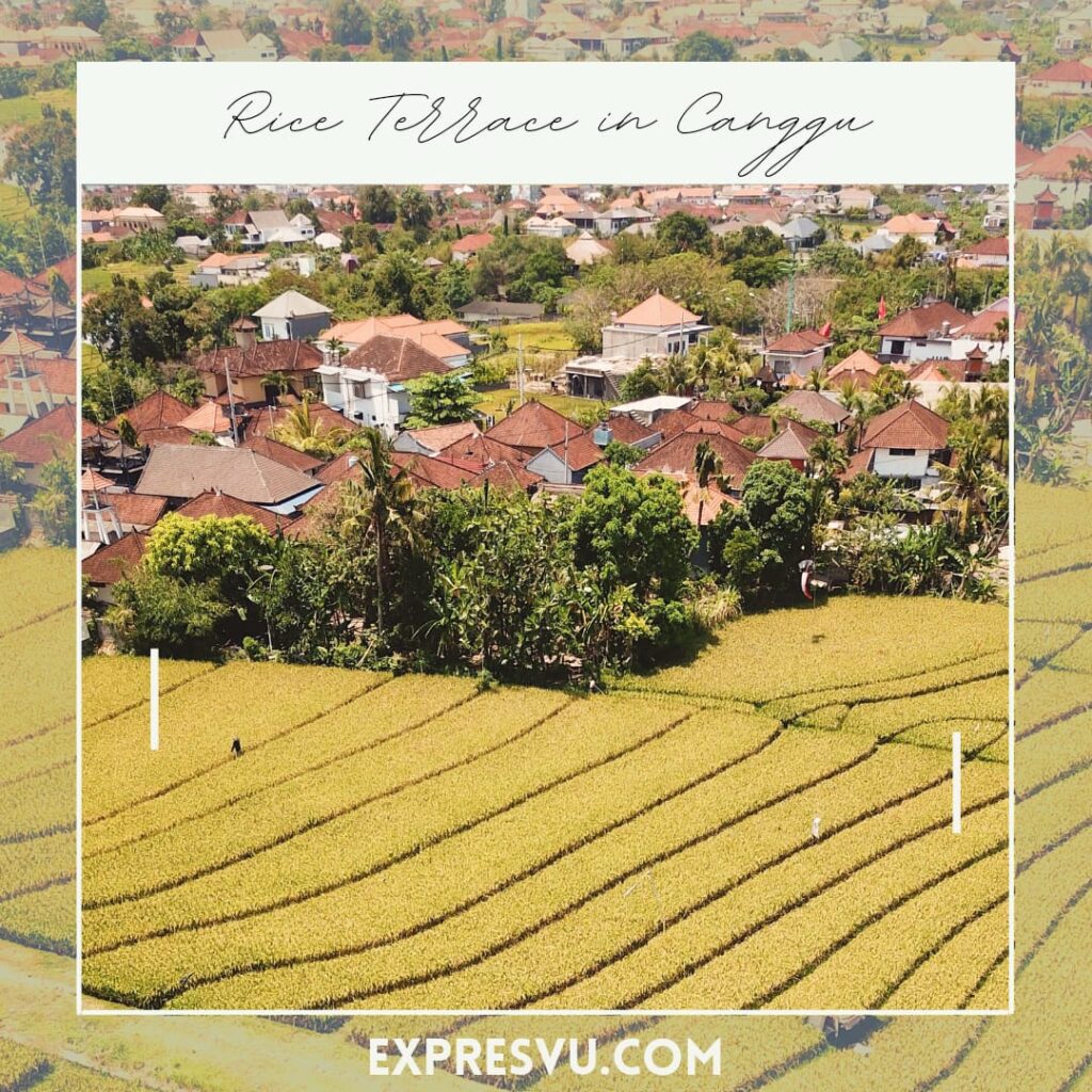 Rice terrace at canggu travel guide